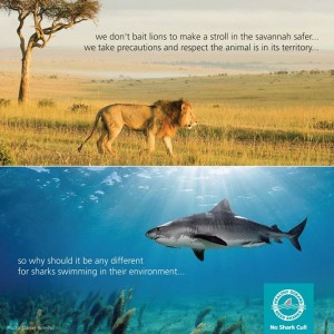 We don't bait lions, why bait sharks